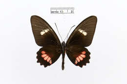 Image of Parides eurimedes (Stoll 1782)