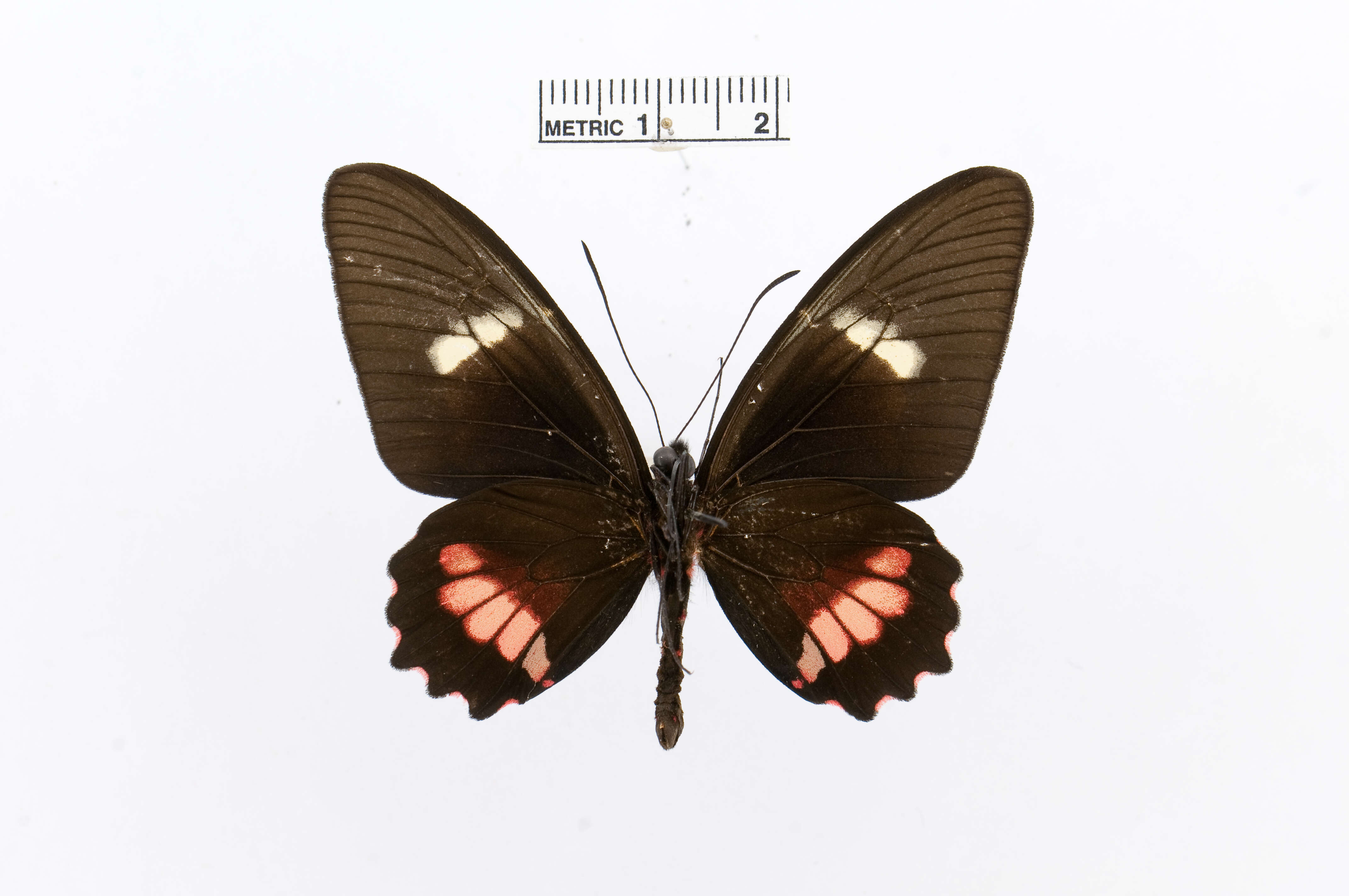 صورة Parides eurimedes (Stoll 1782)