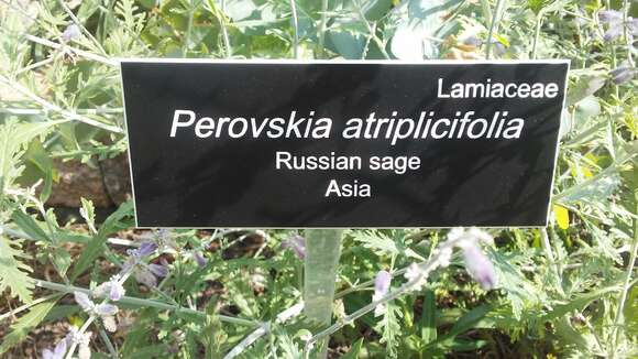 Plancia ëd Perovskia atriplicifolia Benth.