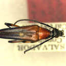 Image of Pseudotypocerus nitidicollis Chemsak & Linsley 1976