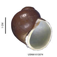 Image of Amauropsis aureolutea (Strebel 1908)