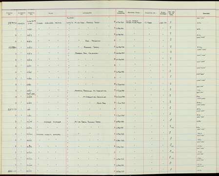 Image of Dicaeum hypoleucum pontifex Mayr 1946