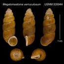 Image of Megalomastoma verruculosum (Shuttleworth 1854)