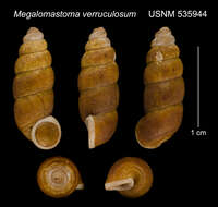 Image of Megalomastoma verruculosum (Shuttleworth 1854)