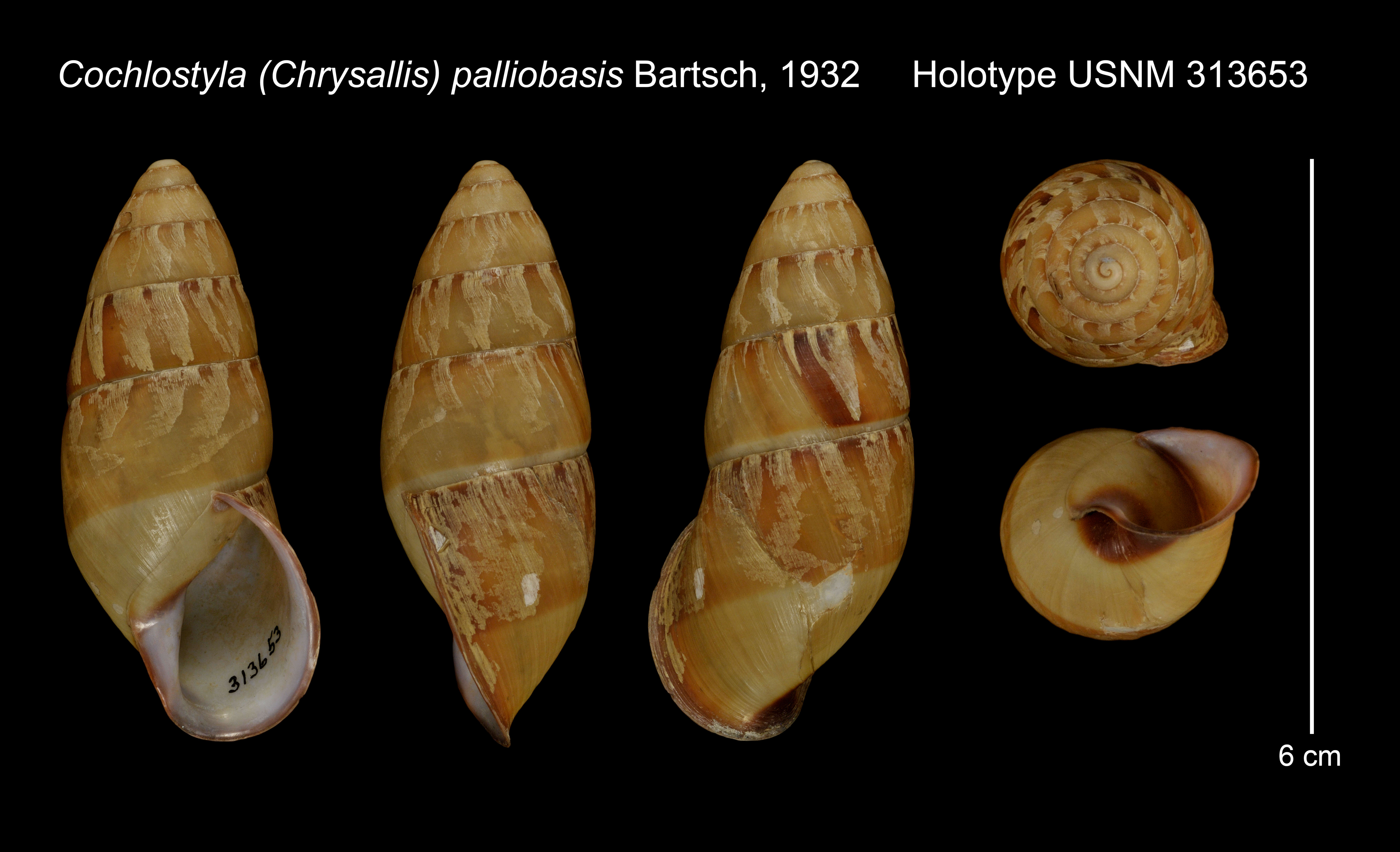 Image of Cochlostyla Férussac 1821