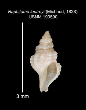 Plancia ëd Leufroyia Monterosato 1884