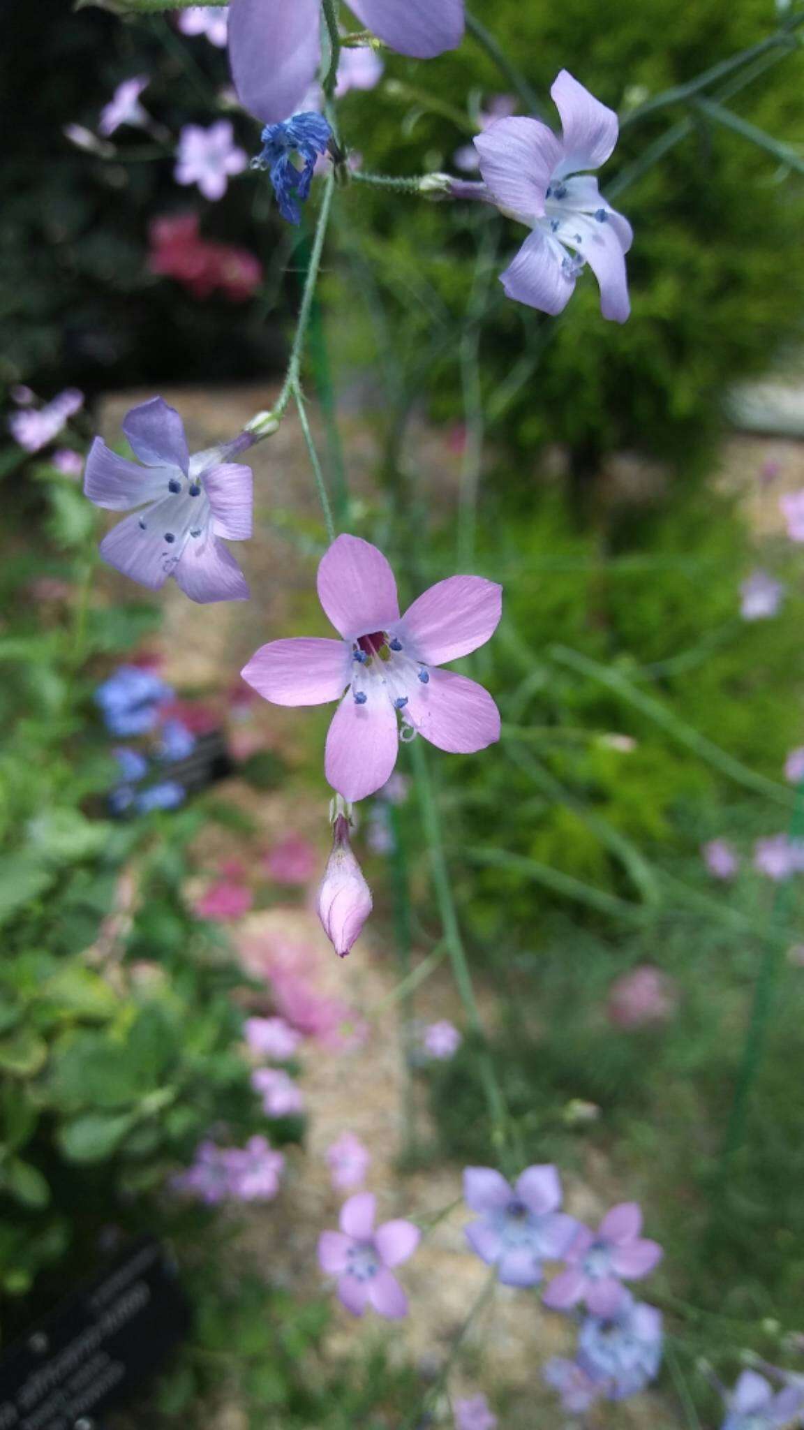 Image of splendid woodland-gilia