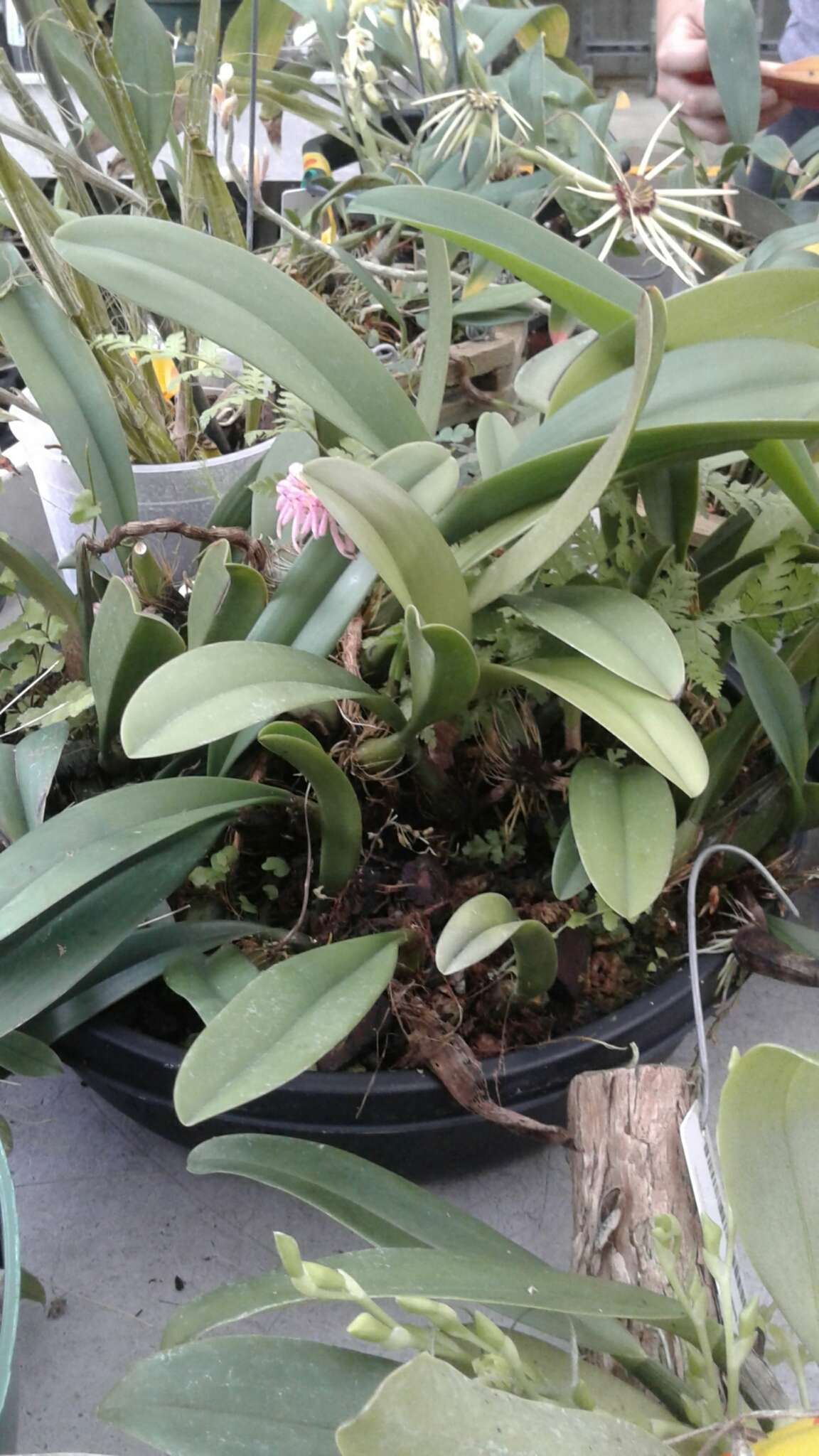 Image de Bulbophyllum grandiflorum Blume