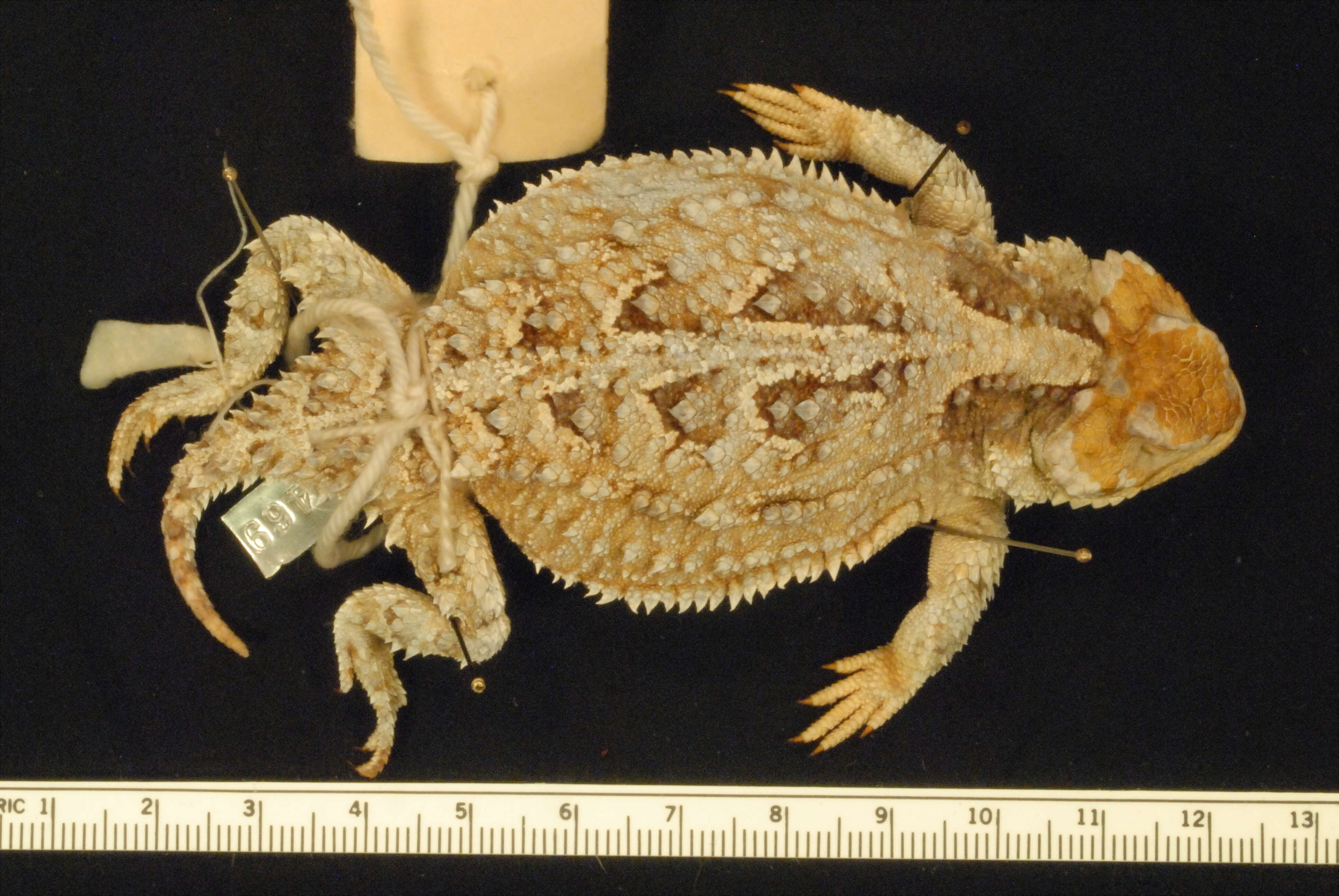 Image of Greater Short-horned Lizard