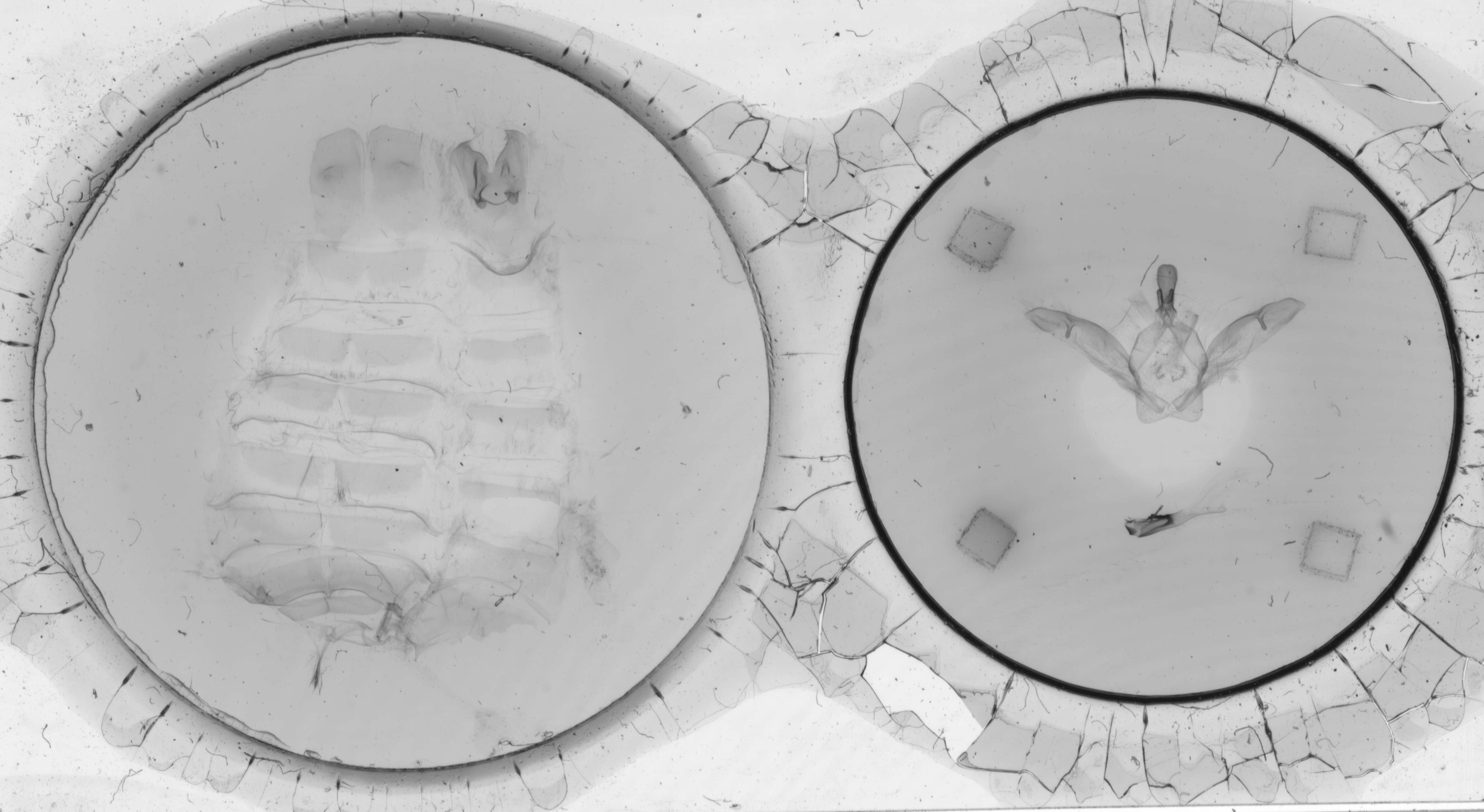 Image of Litodonta gigantea Barnes & Benjamin 1924