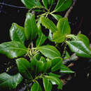 Image of Ascarina marquesensis A. C. Sm.