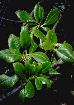 Image of Ascarina marquesensis A. C. Sm.