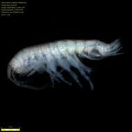 Image of Amphipoda