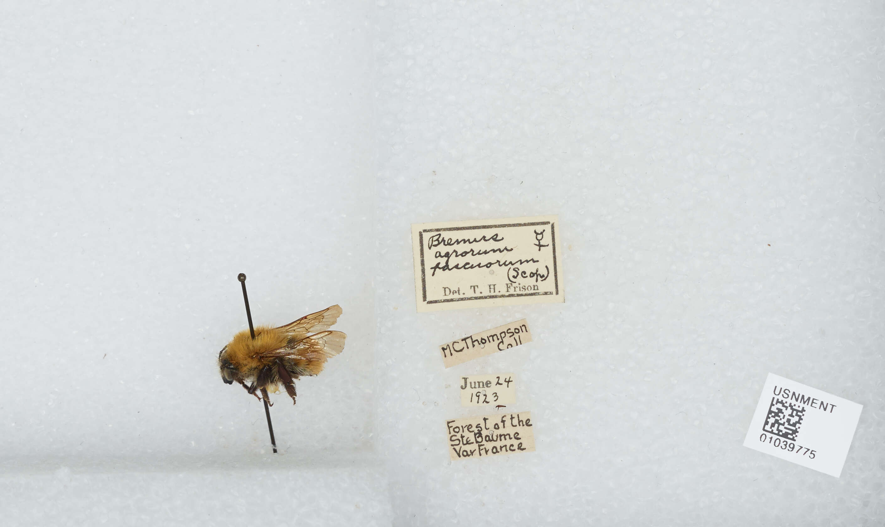 Image of Common carder bumblebee