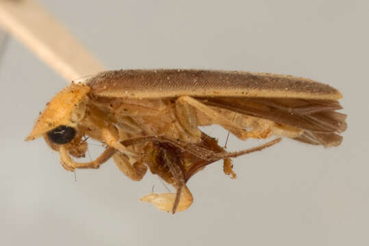 Image of Lucidota fulvotincta var. flavicollis Mutchler