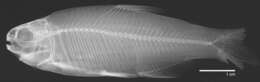 Sivun Bryconamericus eigenmanni (Evermann & Kendall 1906) kuva