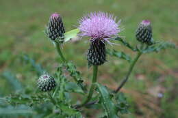 Image of sandhill thistle