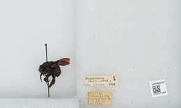 Image of Bombus morio (Swederus 1787)