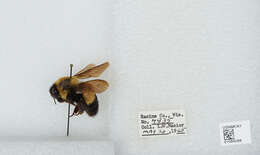 Слика од Bombus affinis Cresson 1864