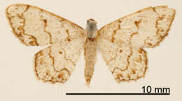 Image of Haemalea macoaria Schaus 1913