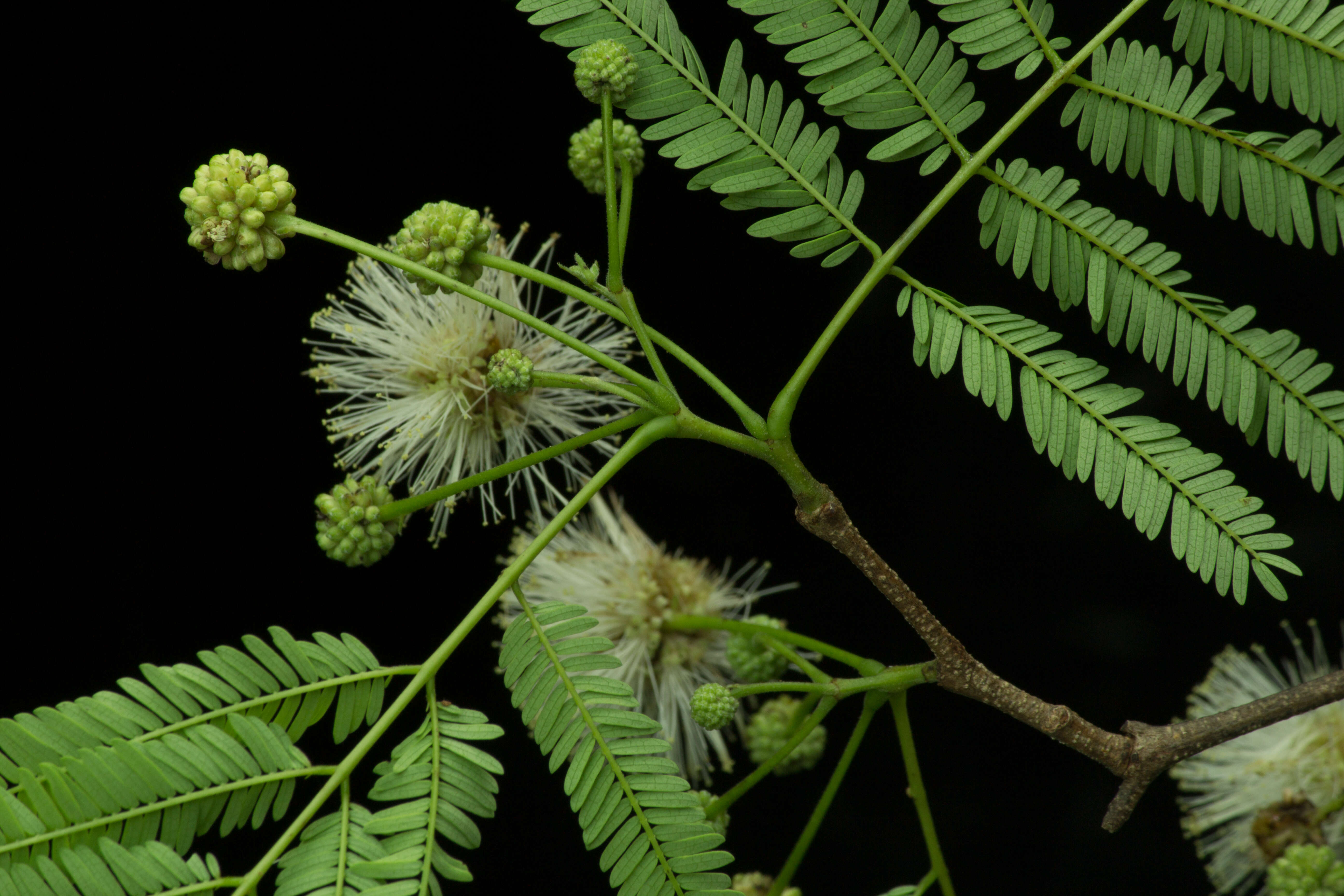 Plancia ëd Lysiloma divaricatum (Jacq.) J. F. Macbr.