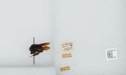 Image of Bombus morio (Swederus 1787)