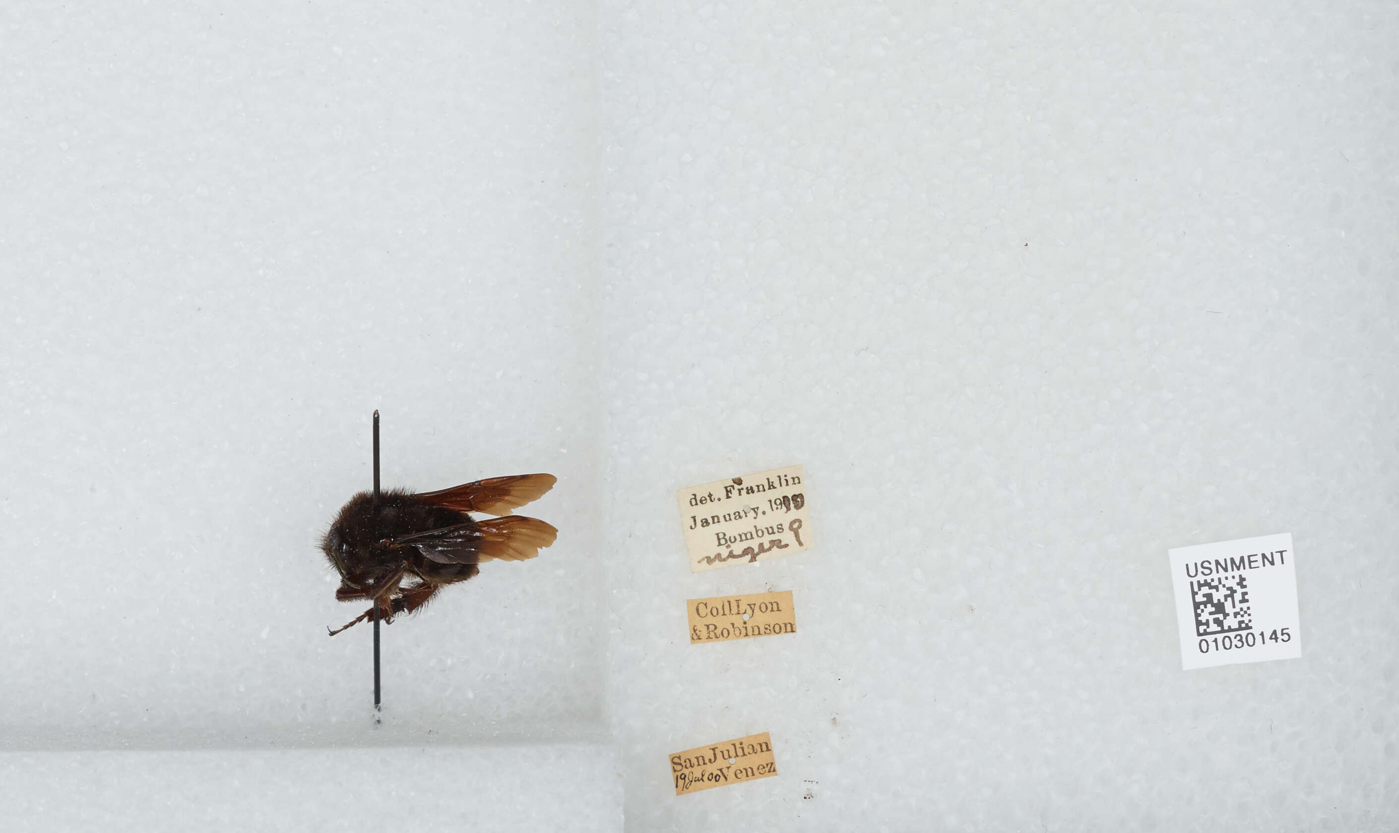 Image of Bombus morio (Swederus 1787)