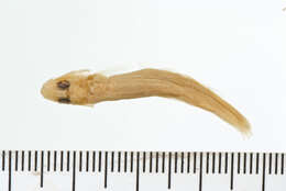 Image of Santee chub