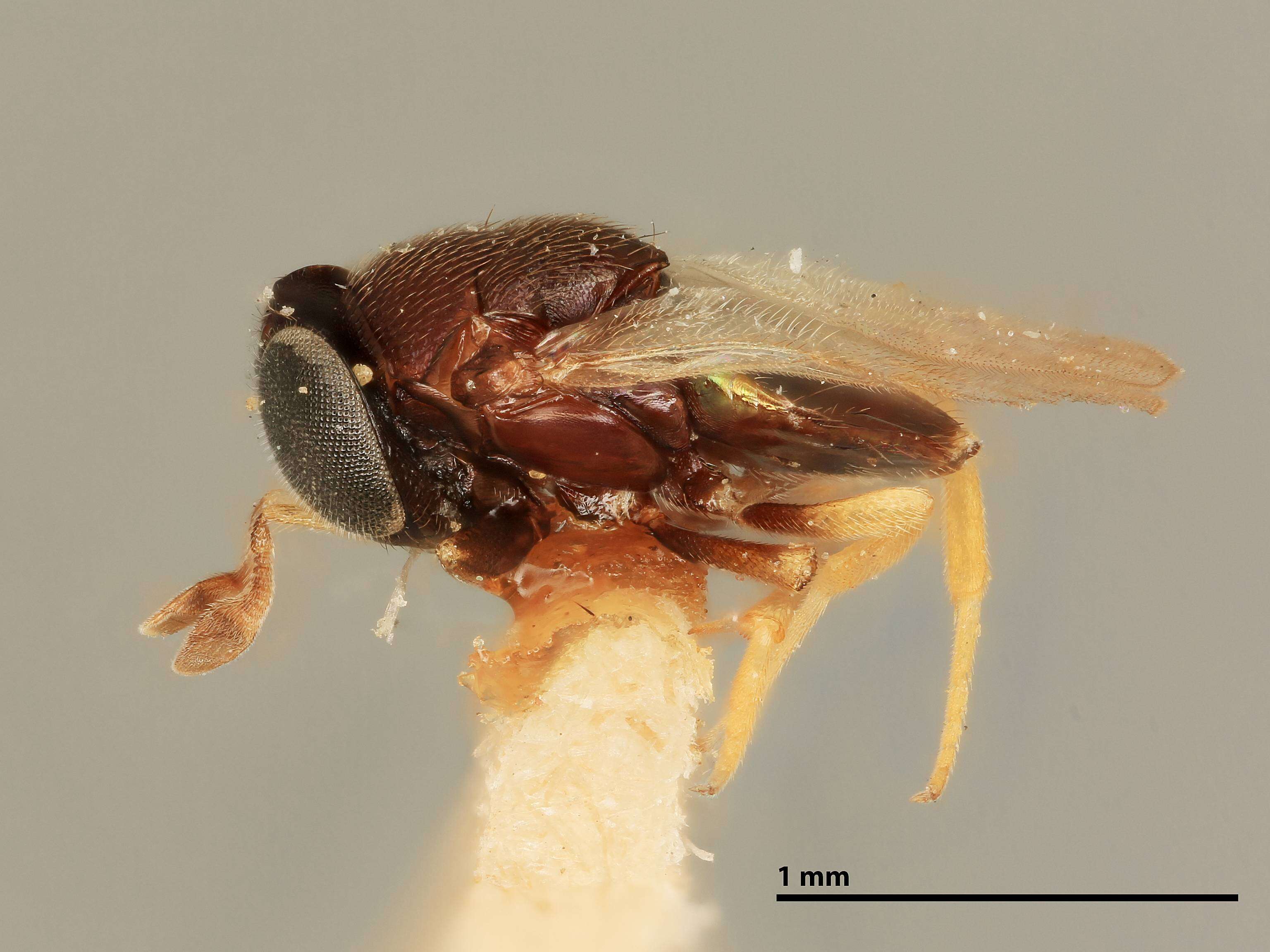 Image of Parasitoid wasp