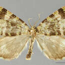 صورة Hydriomena morelosia Schaus 1922