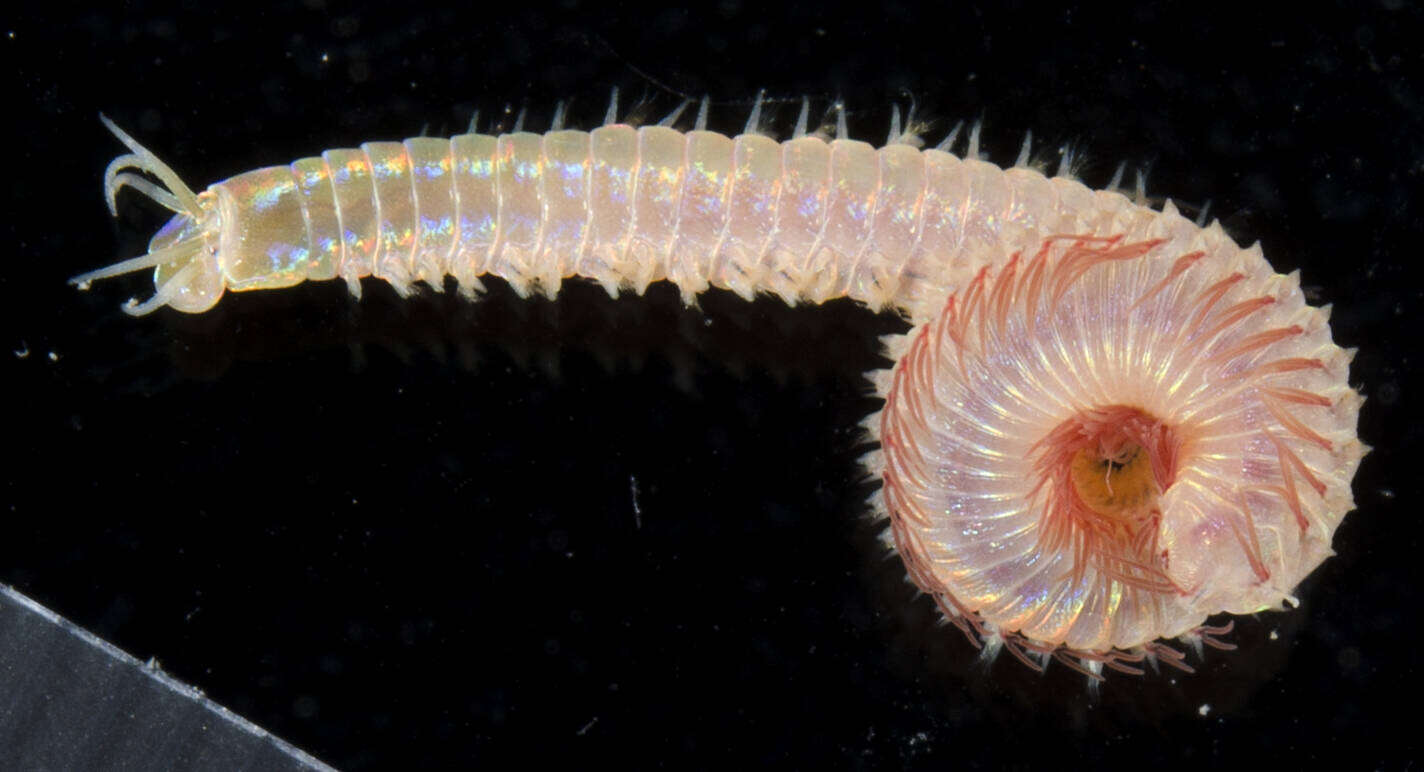 Image of red rock worm