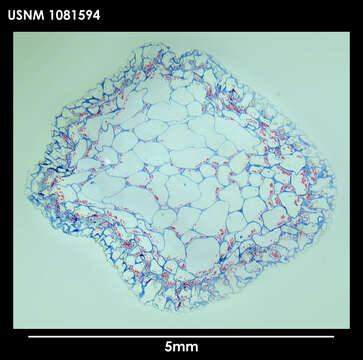 Image of Alcyonidium scolecoideum Porter & Hayward 2004