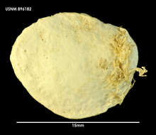 Image of Crepipatella dilatata (Lamarck 1822)