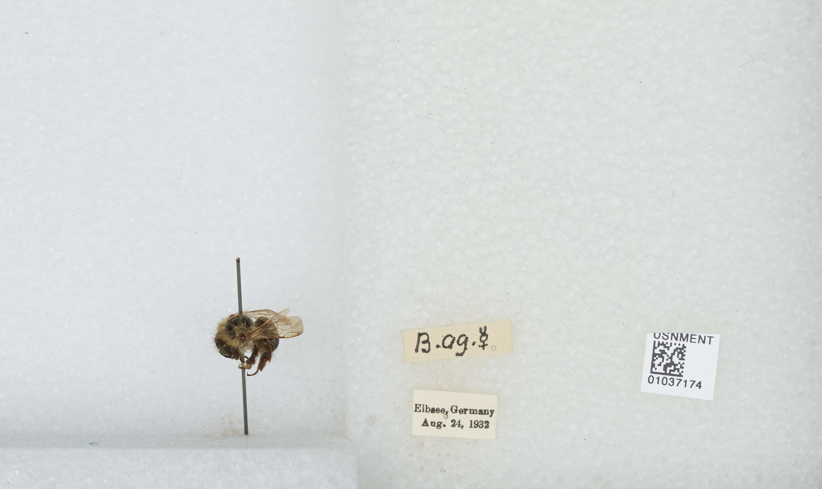 Image of Common carder bumblebee