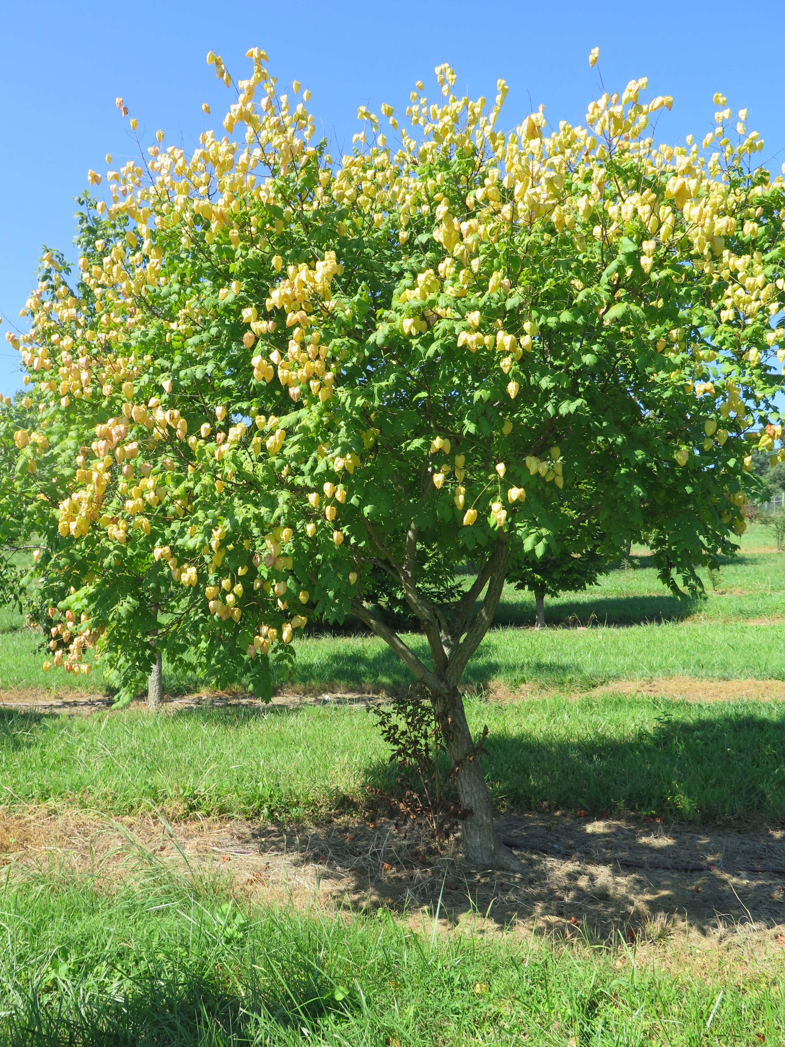 Image of Golden-rain tree