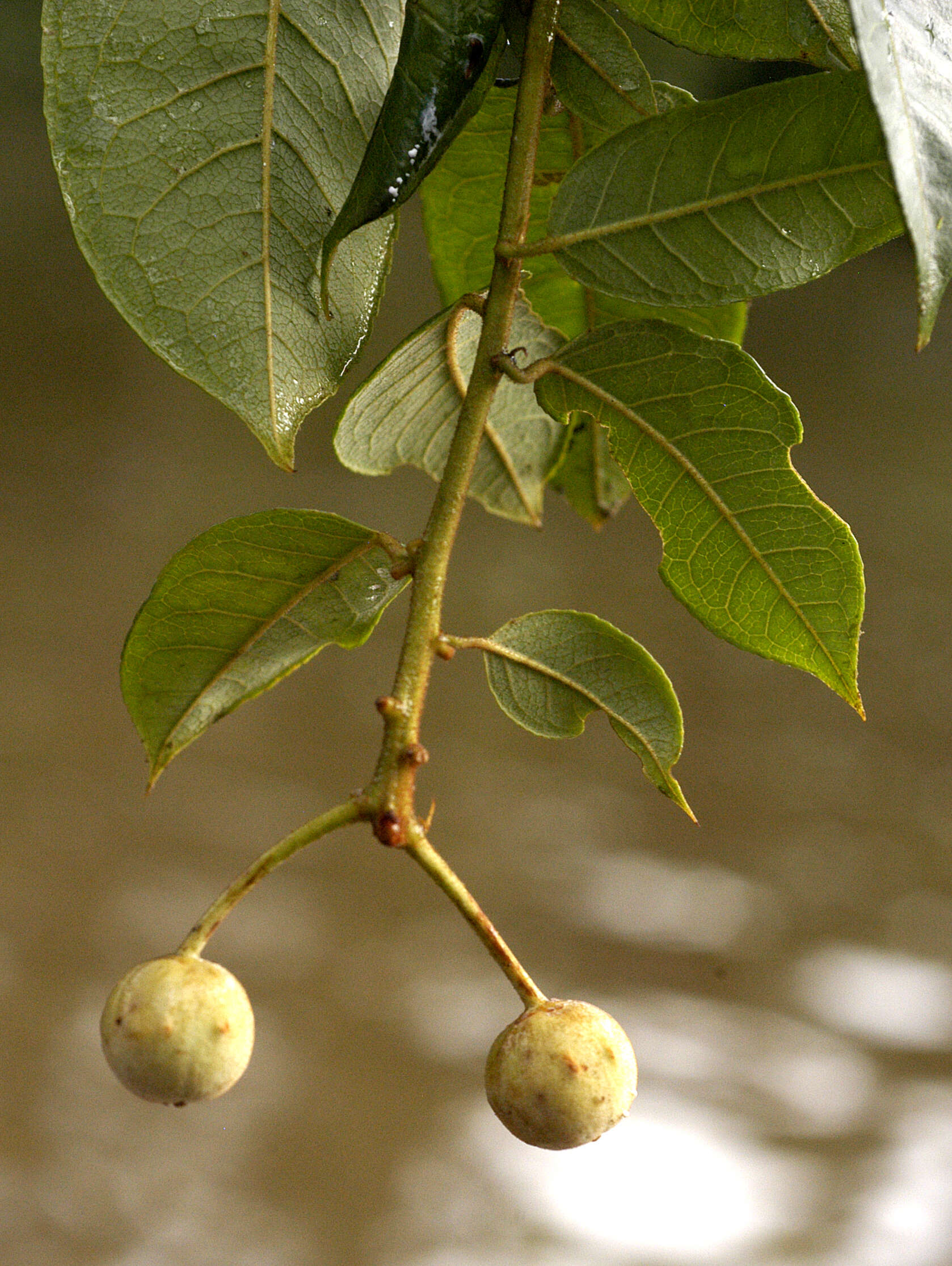 Image of Mabea taquari Aubl.