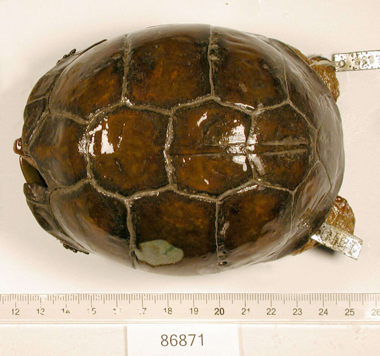 Image of Three-toed box turtle