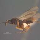 Image of Orgilus rostratus Muesebeck 1970