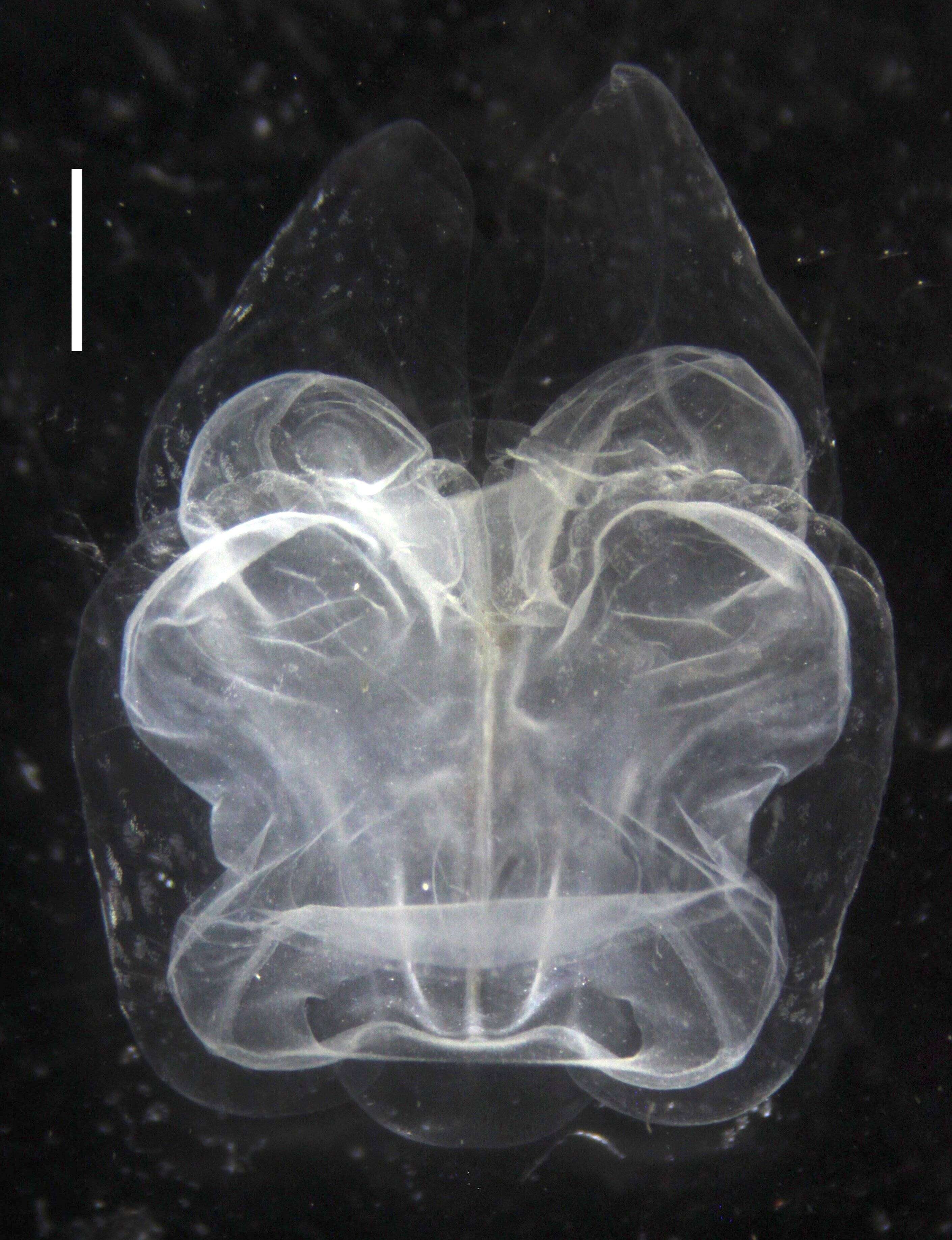 Sivun Apolemia rubriversa Siebert, Pugh, Haddock & Dunn 2013 kuva