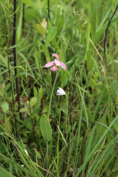 Image of snakemouth orchid