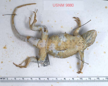 Image of Sceloporus torquatus torquatus Wiegmann 1828