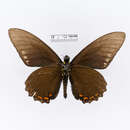 Image of Papilio belus
