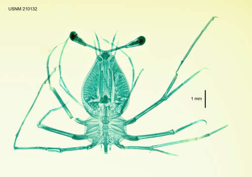 Image of Painted Spiny Lobster