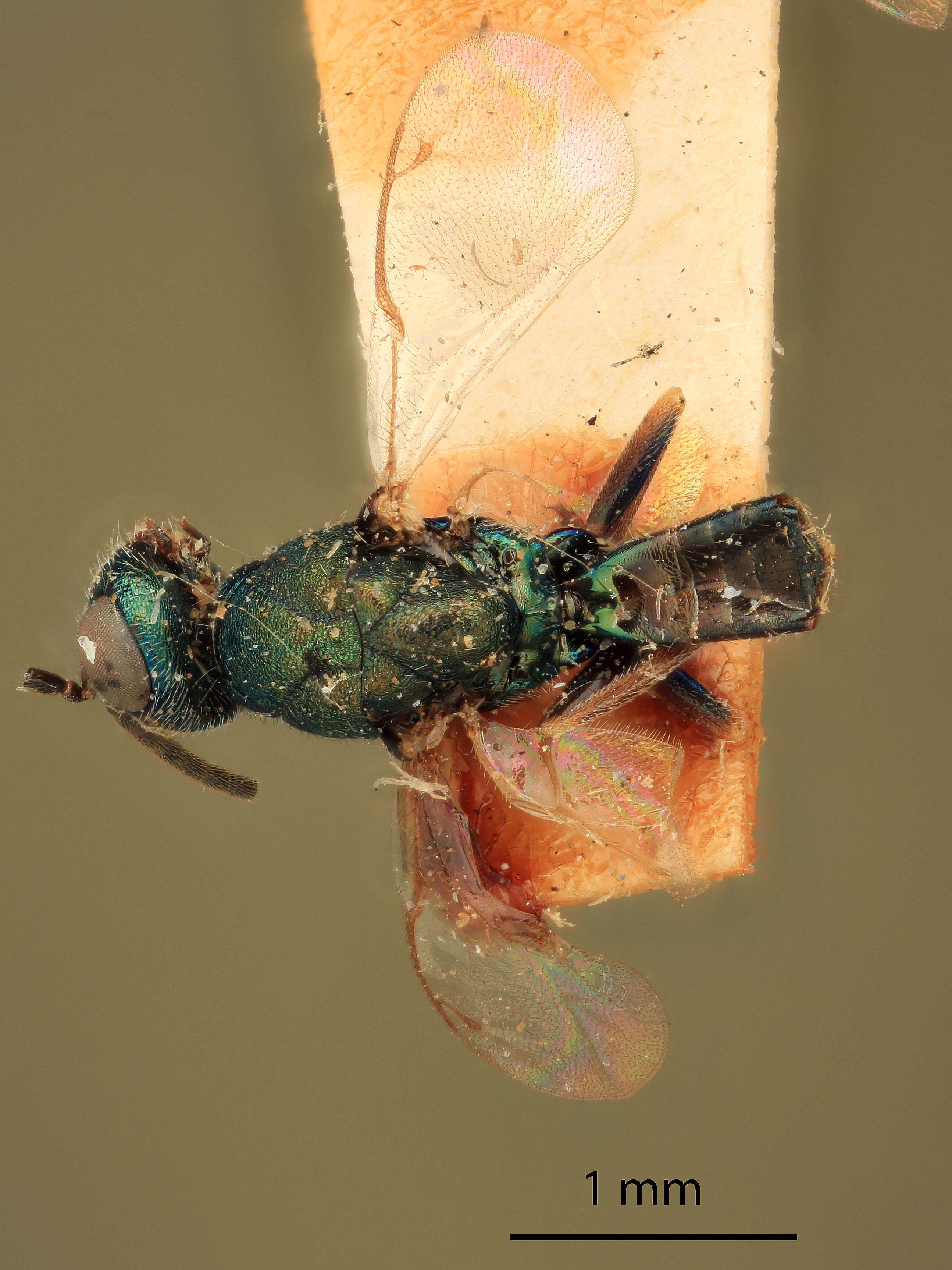 Image of Eupelmus cyaniceps Ashmead 1886