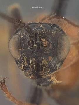 صورة Cyanopterus steirastomae Viereck 1912