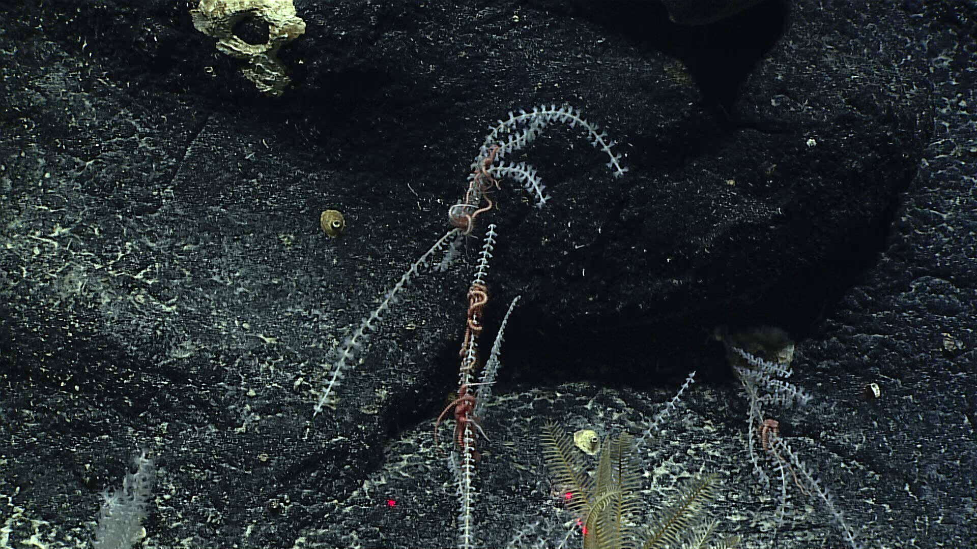 Image of Narella fordi Cairns 2018