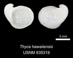 Image de Thyca hawaiiensis Warén 1980