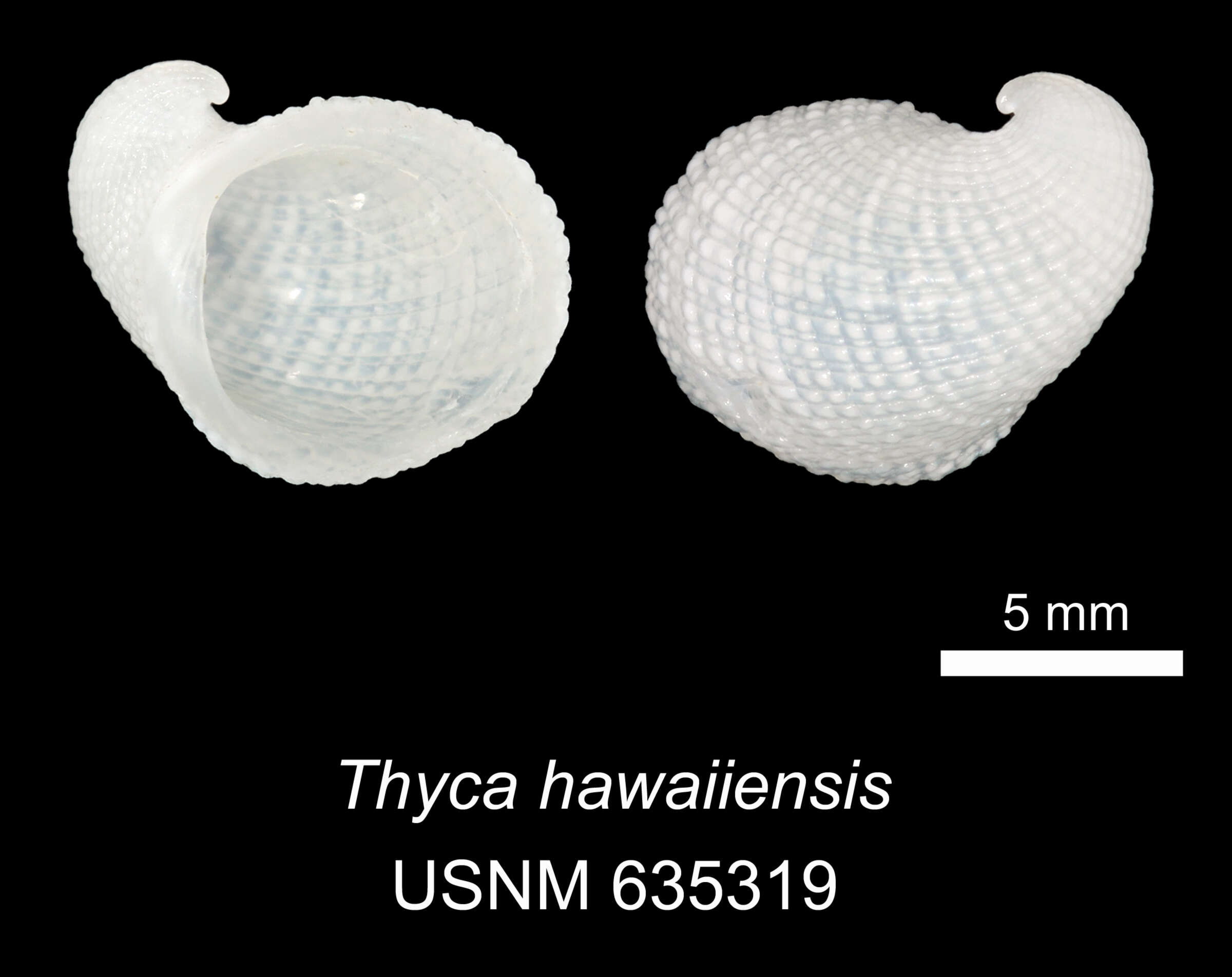 Image of Thyca hawaiiensis Warén 1980