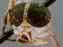 Image of Tabanus cambodianus Philip 1960