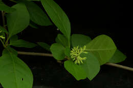 Image of Nyctaginaceae